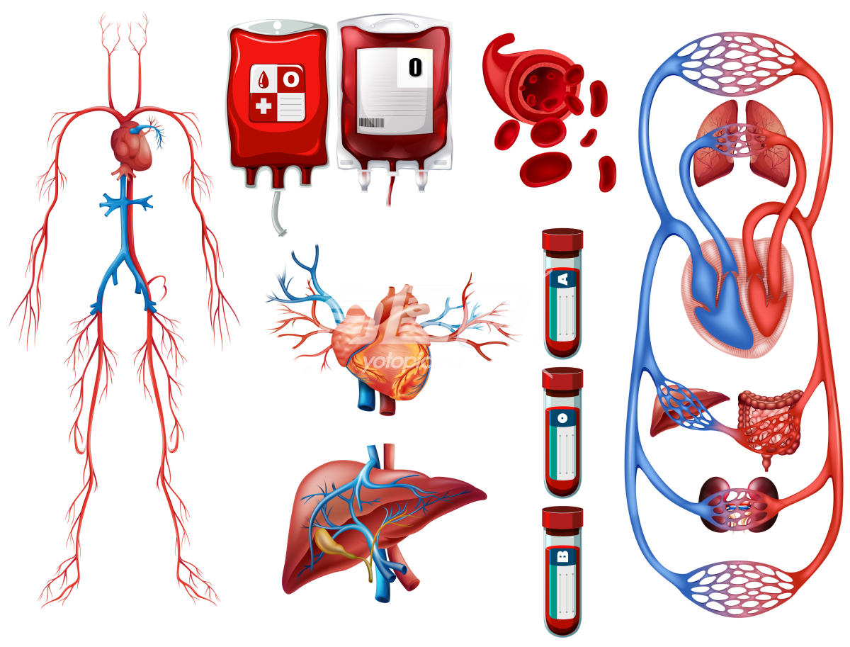 血型呼吸系统示意图