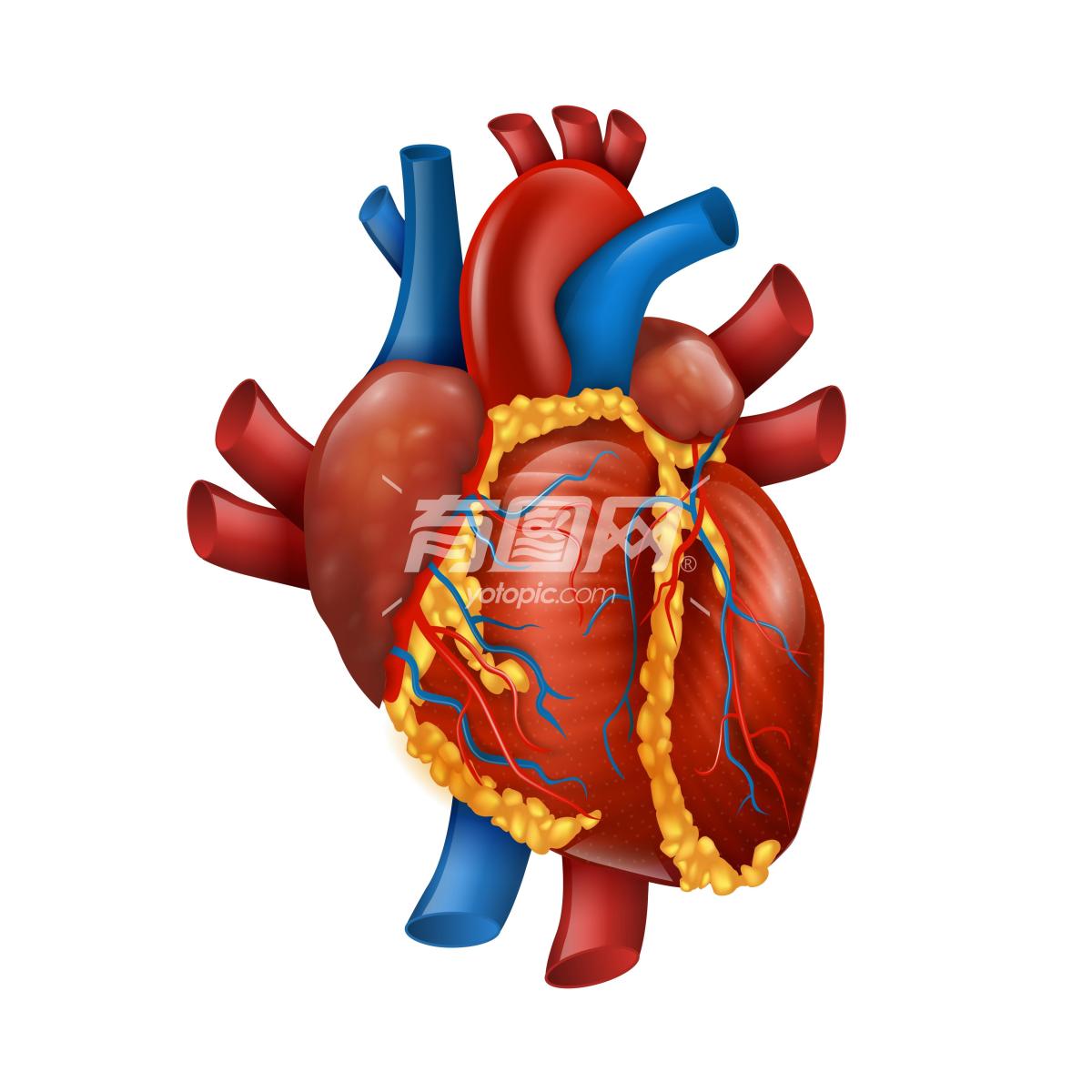 3D立体心脏图