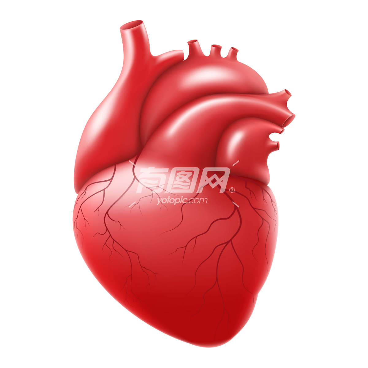 心脏与静脉系统人体内部