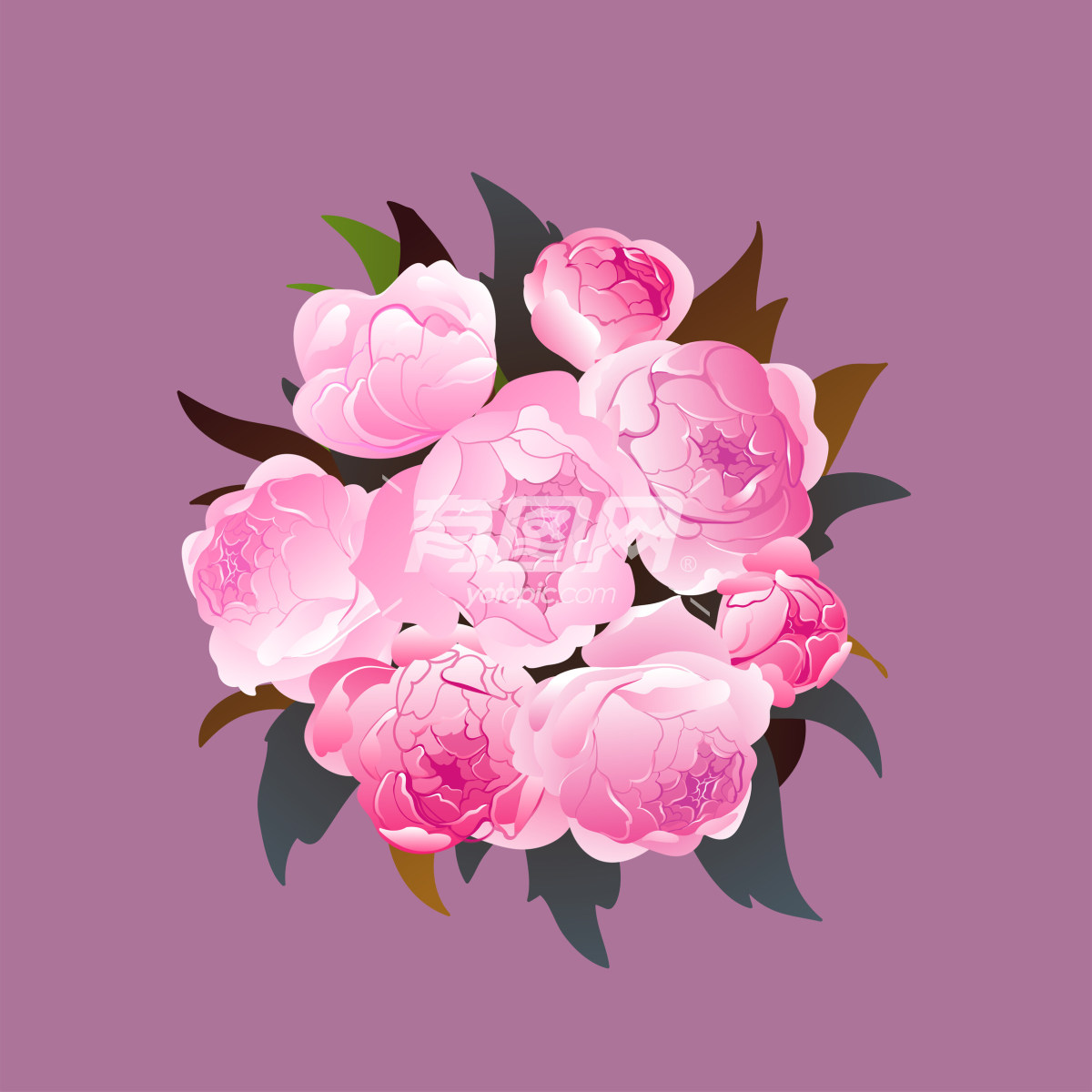 牡丹花卉插画