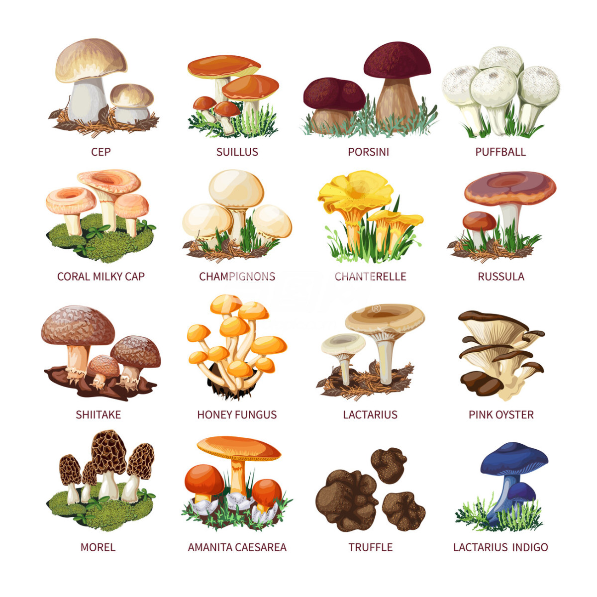 菌菇插画