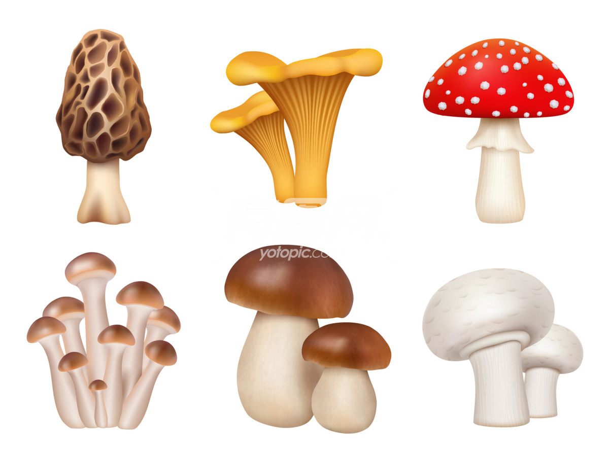 菌菇蘑菇手绘插画