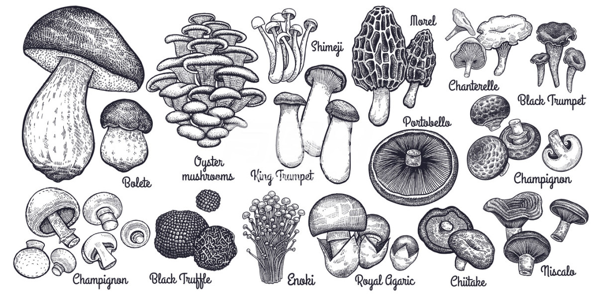 手绘菌菇蘑菇插画