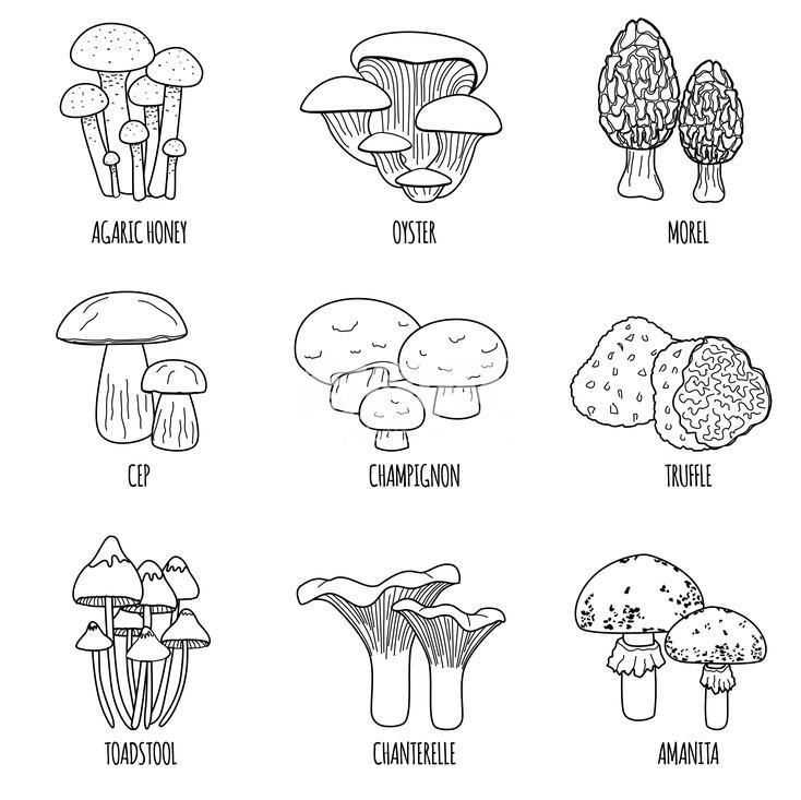菌菇插画合集