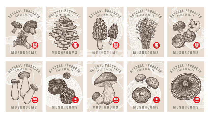 菌菇插画合集