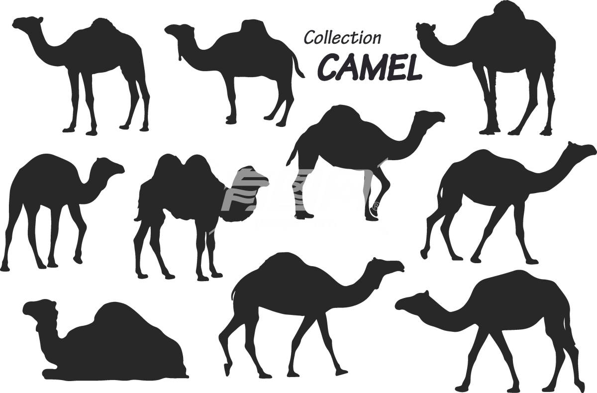 骆驼轮廓
