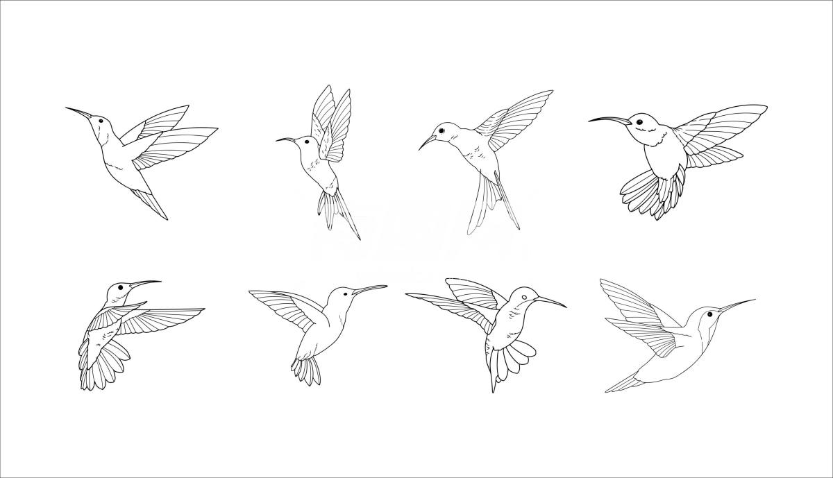 鸟类插画