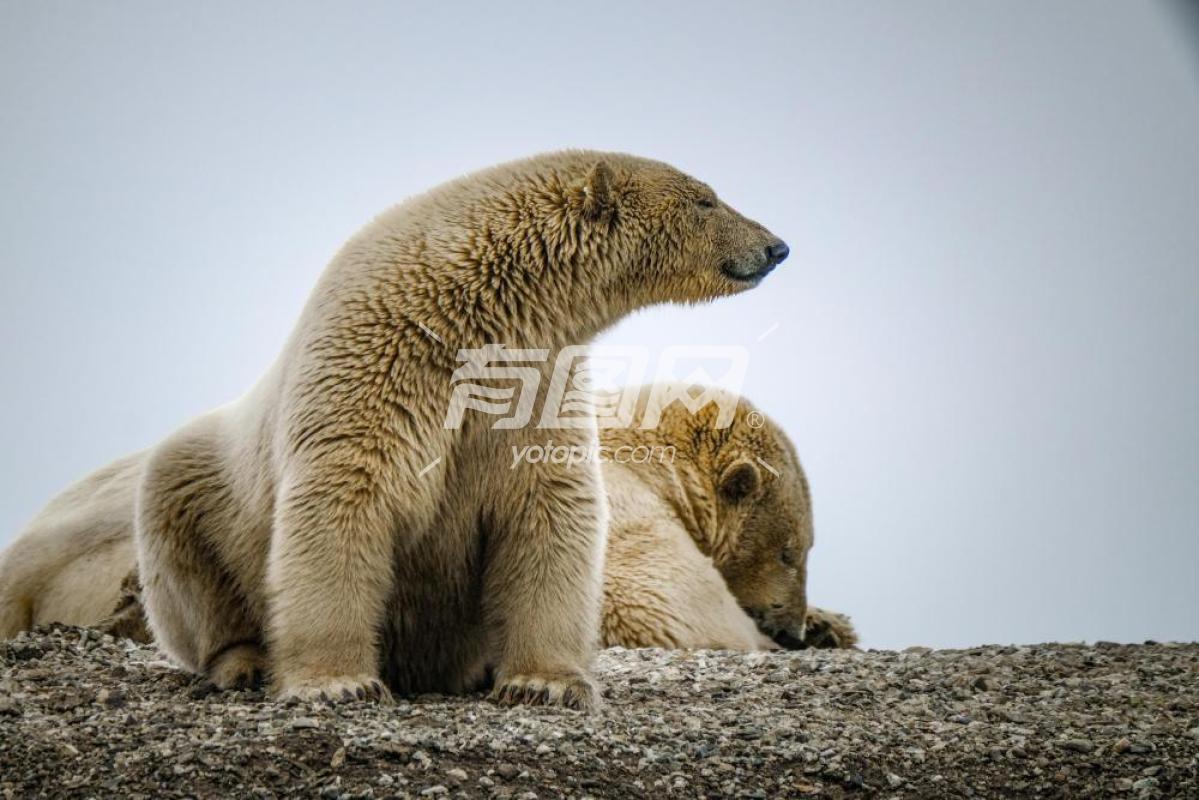 北极熊坐在石头边玩耍