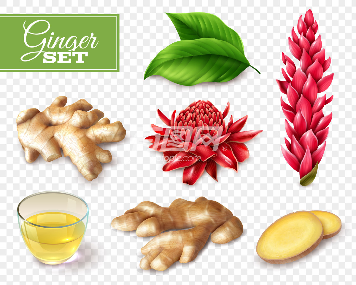 PSD免抠姜类植物