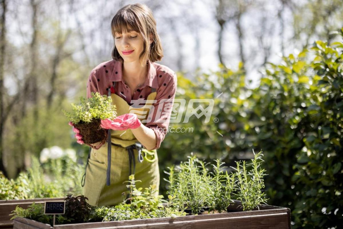 中年妇女在菜园种植