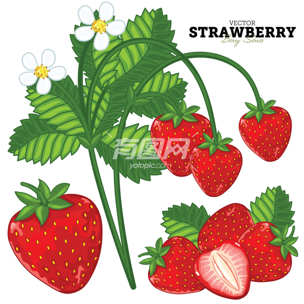 手绘草莓插画