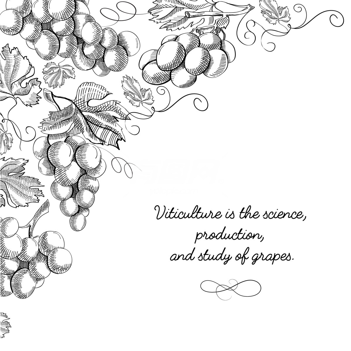 葡萄酒主题插画