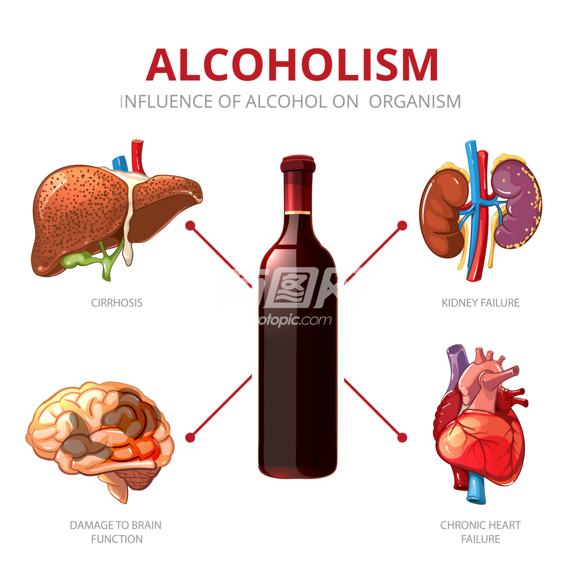 酒精对人体的影响