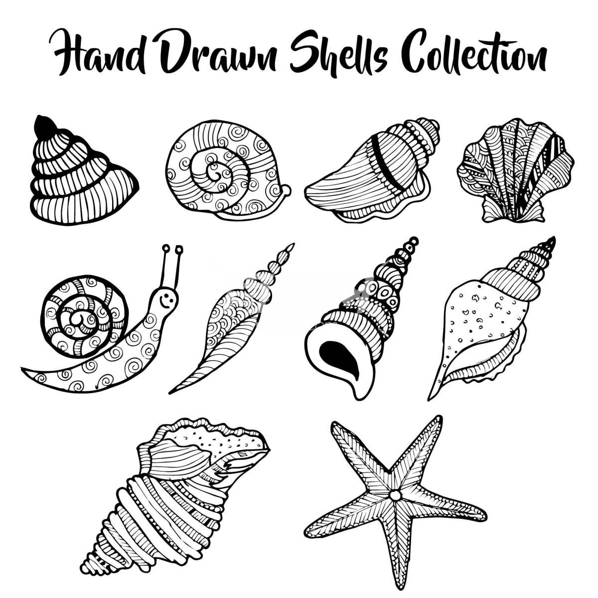 手绘贝壳海洋生物插图