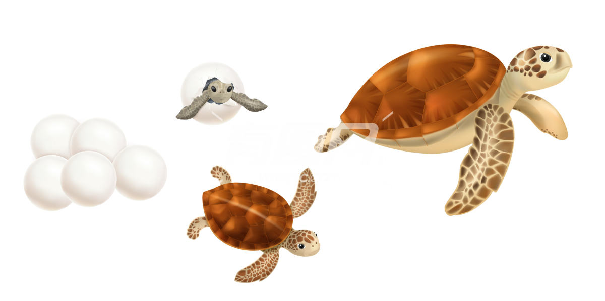 海龟免抠图