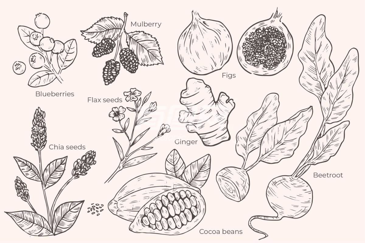 植物水果手绘风格插画