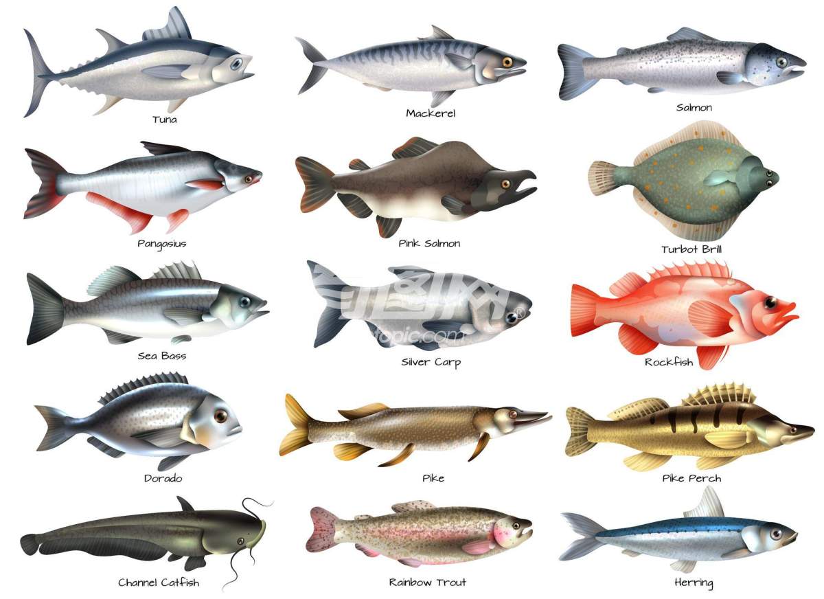 不同种类的鱼
