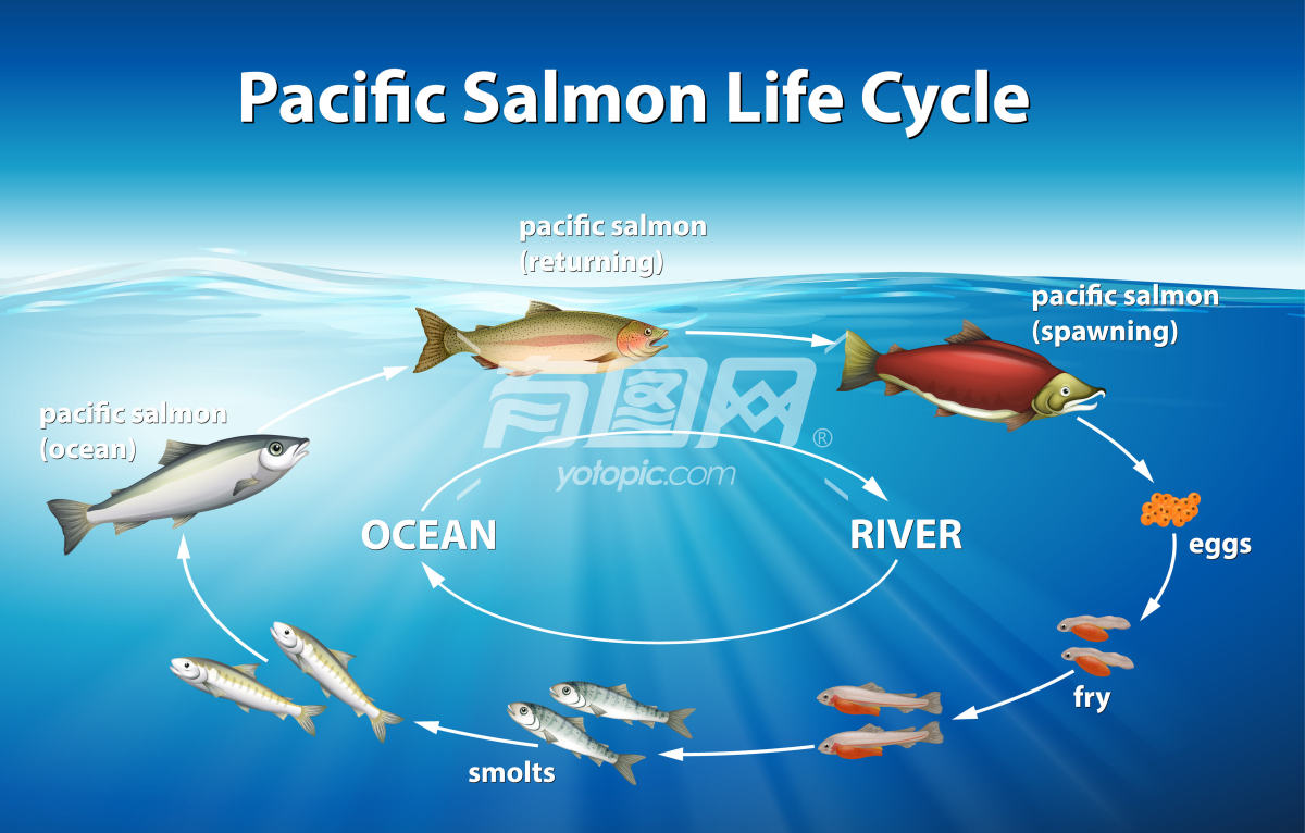 太平洋鲤鱼生命周期矢量图