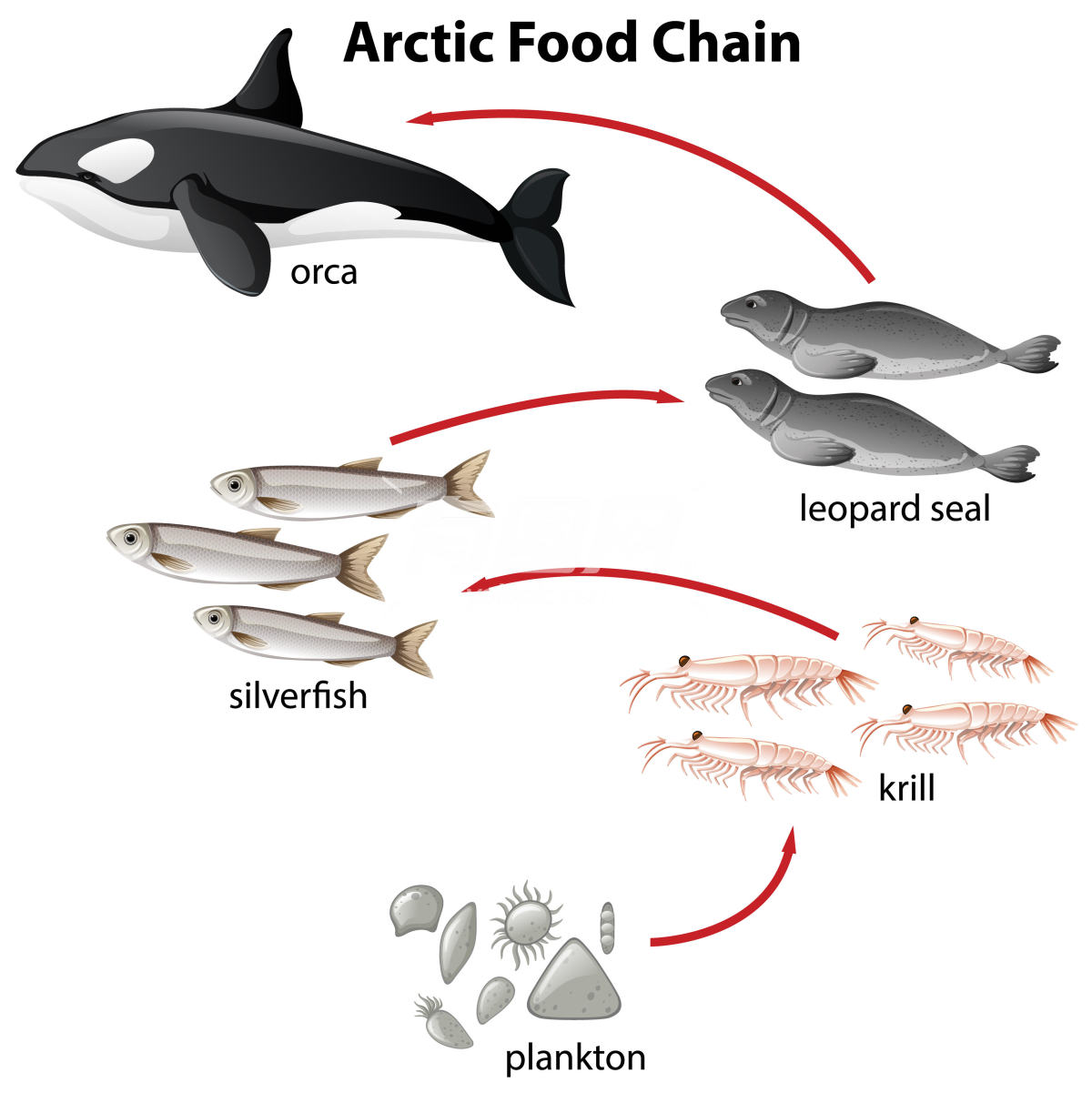 海洋动物鲸食物链