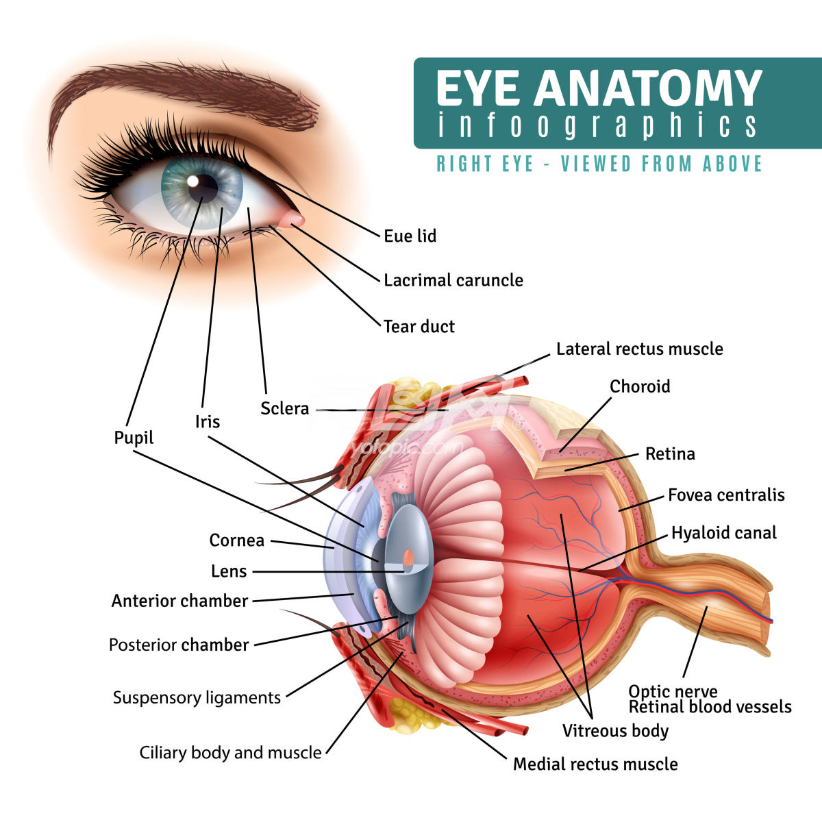 眼部解剖信息图