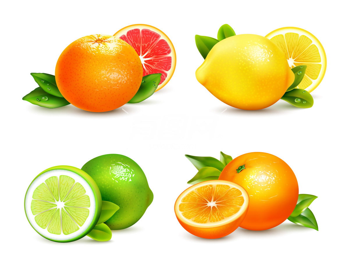 柑橘类水果插图