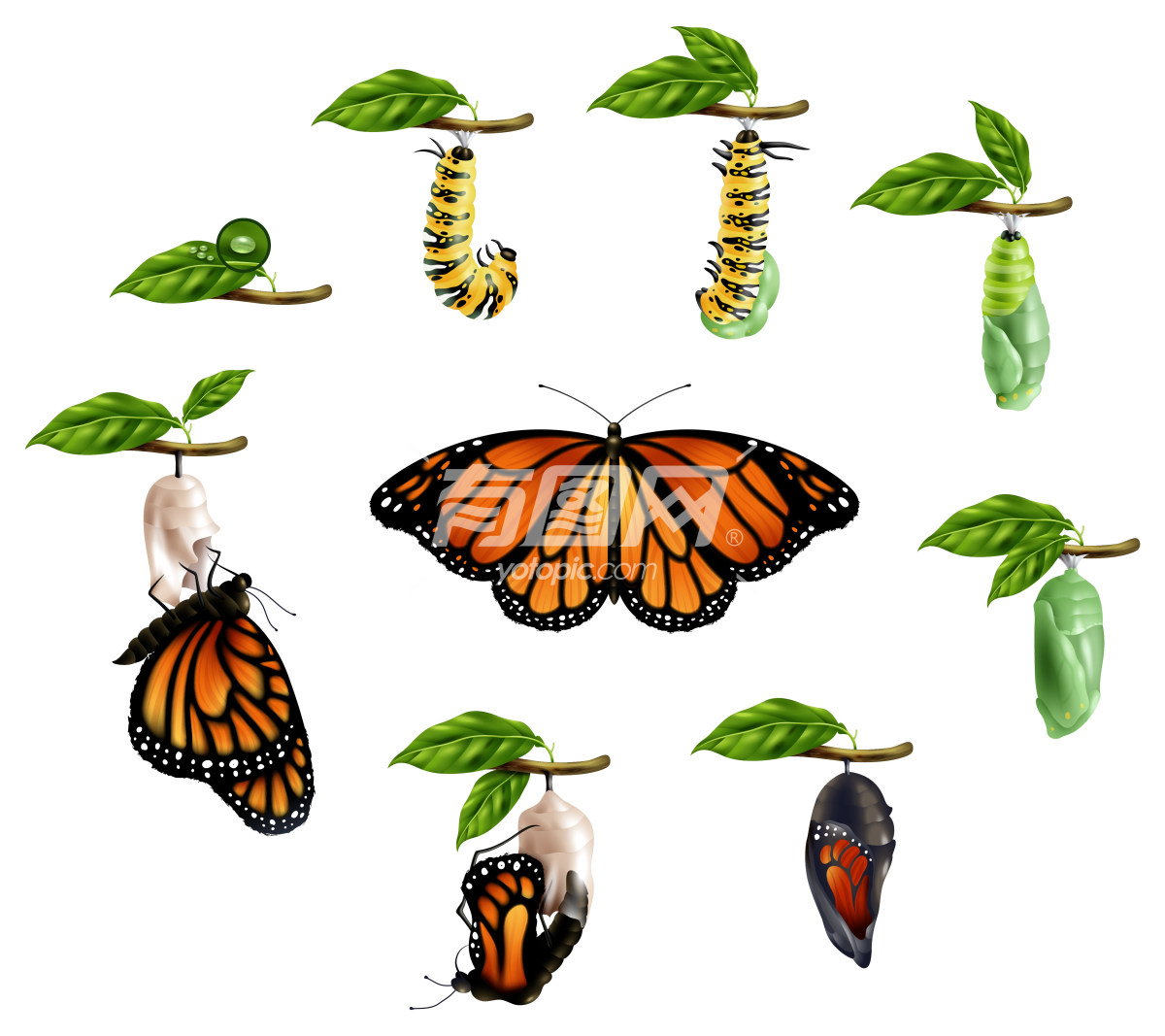 蝴蝶生命周期图