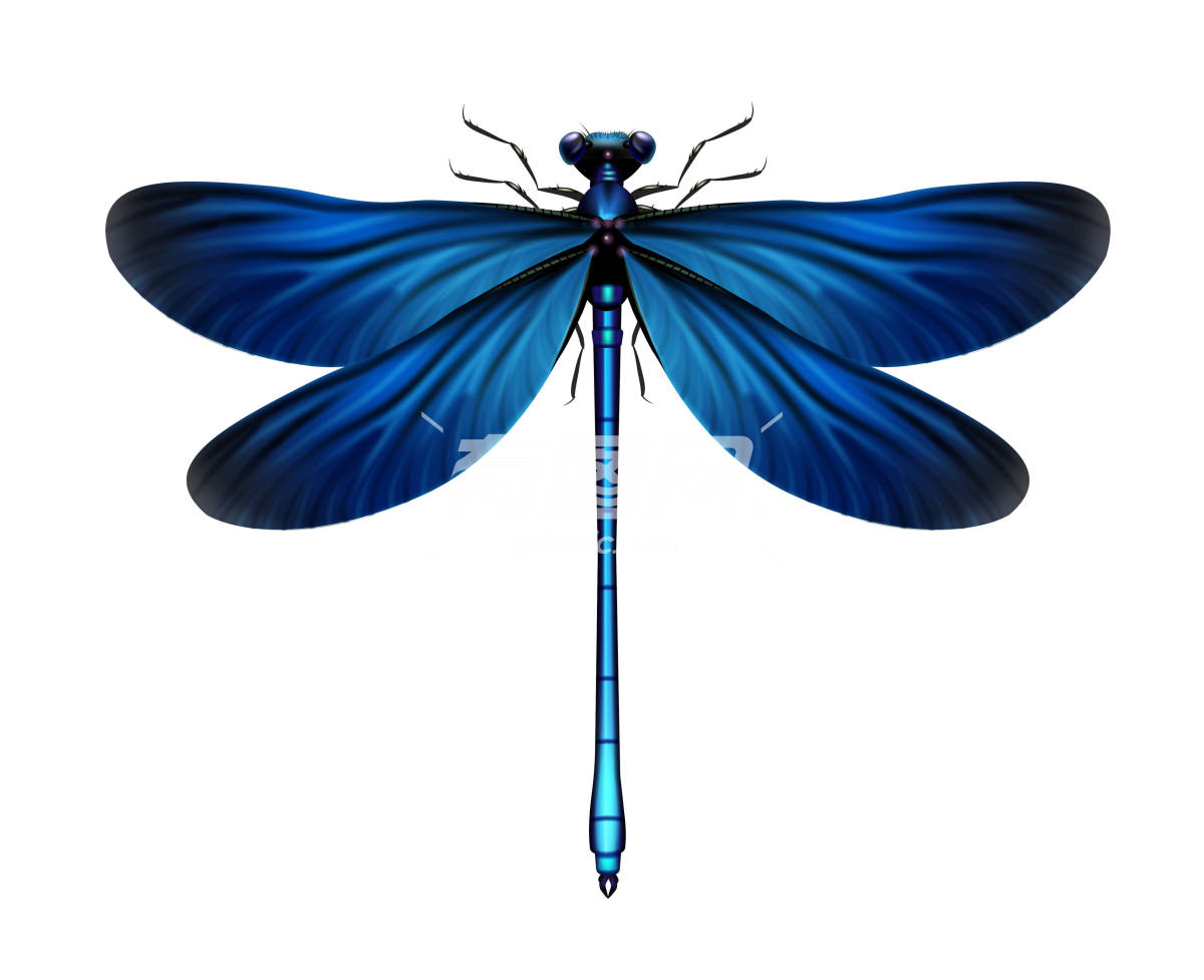 蓝色蜻蜓标本