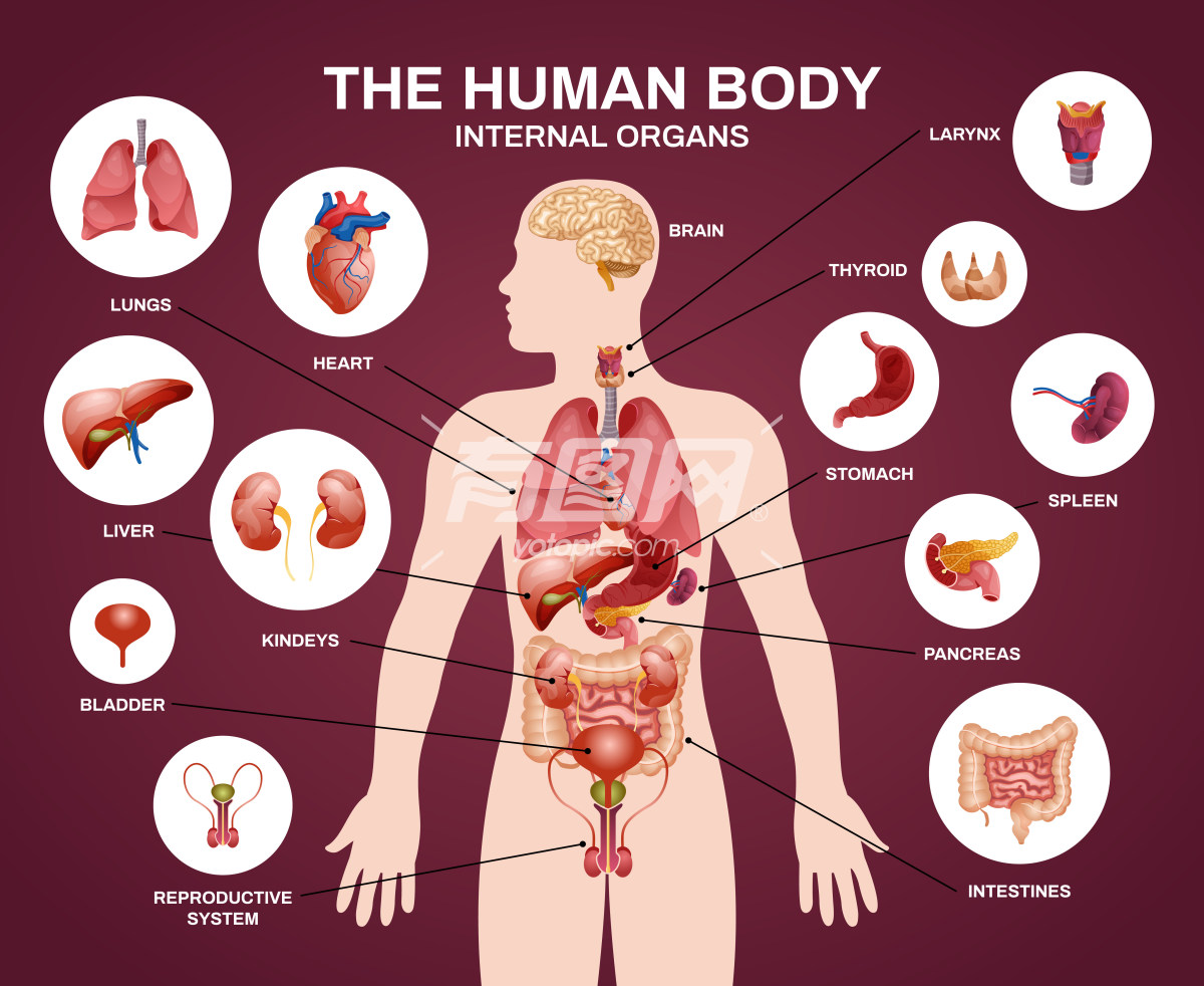 人类身体内部器官科普