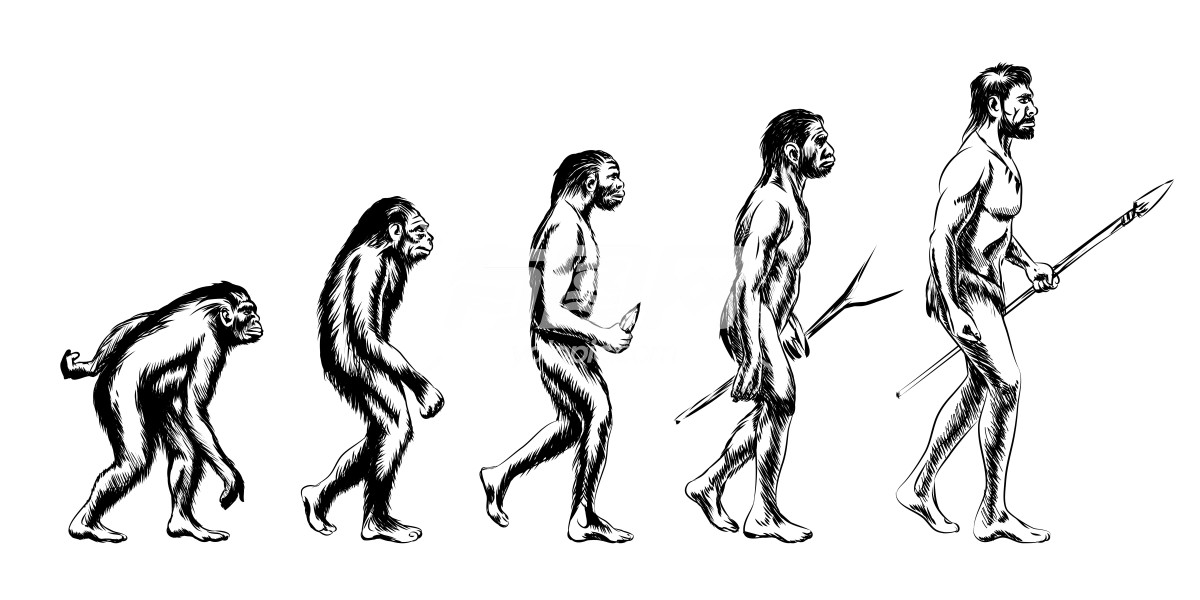 人类进化插图