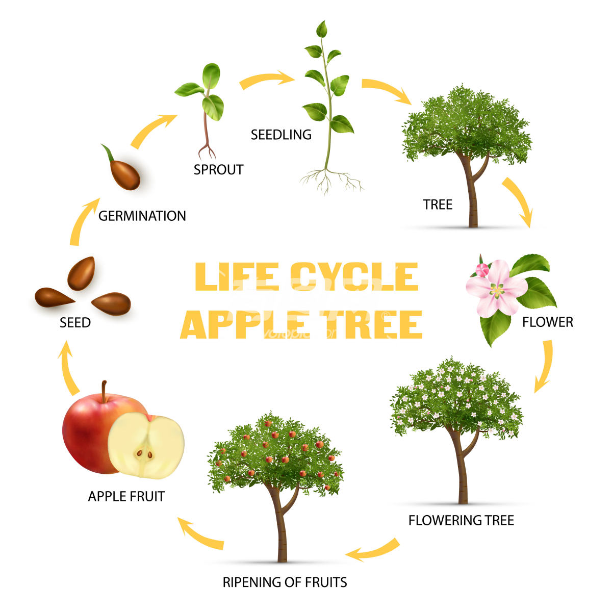 苹果树生命周期信息图
