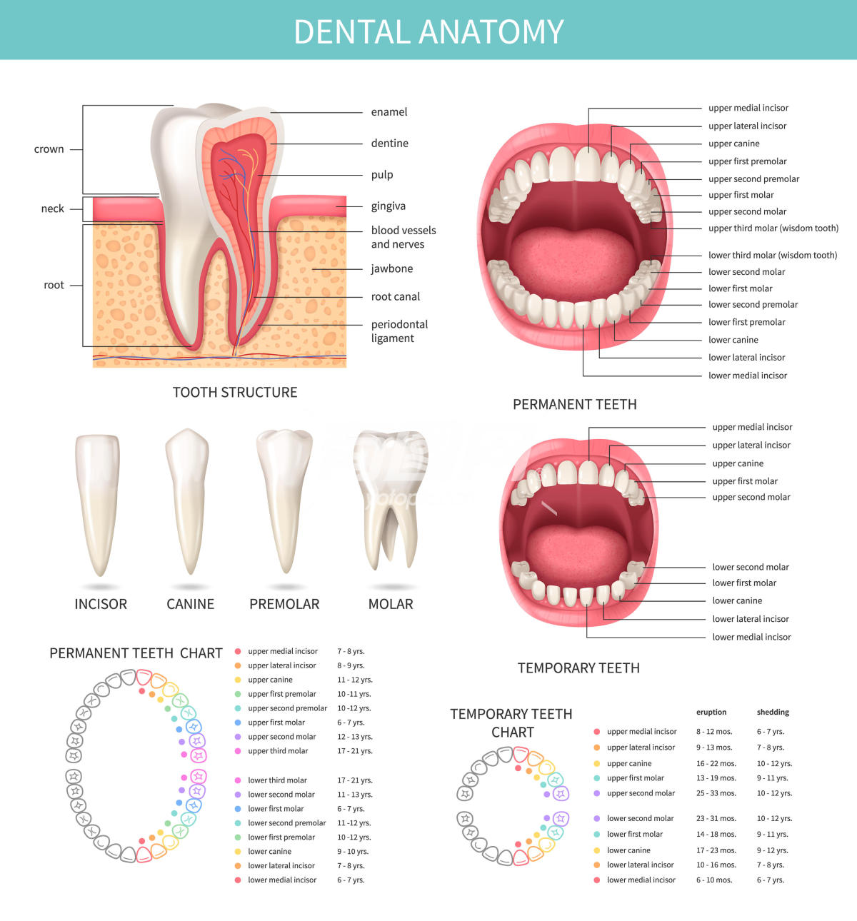 人类牙齿解剖信息图