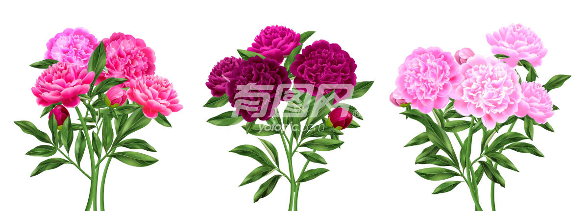 三朵美丽的粉色牡丹花