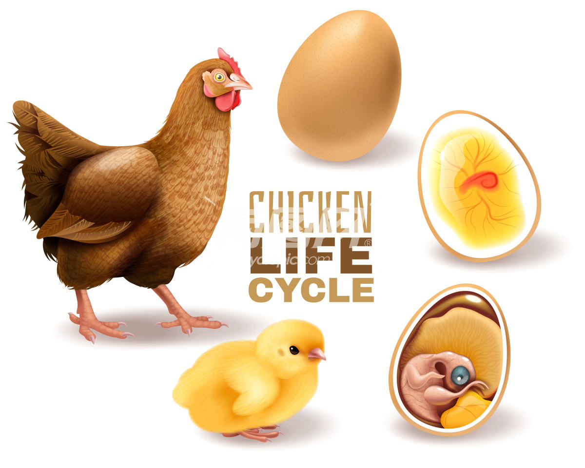 鸡的生命周期