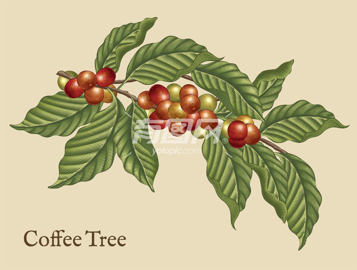咖啡树的插图