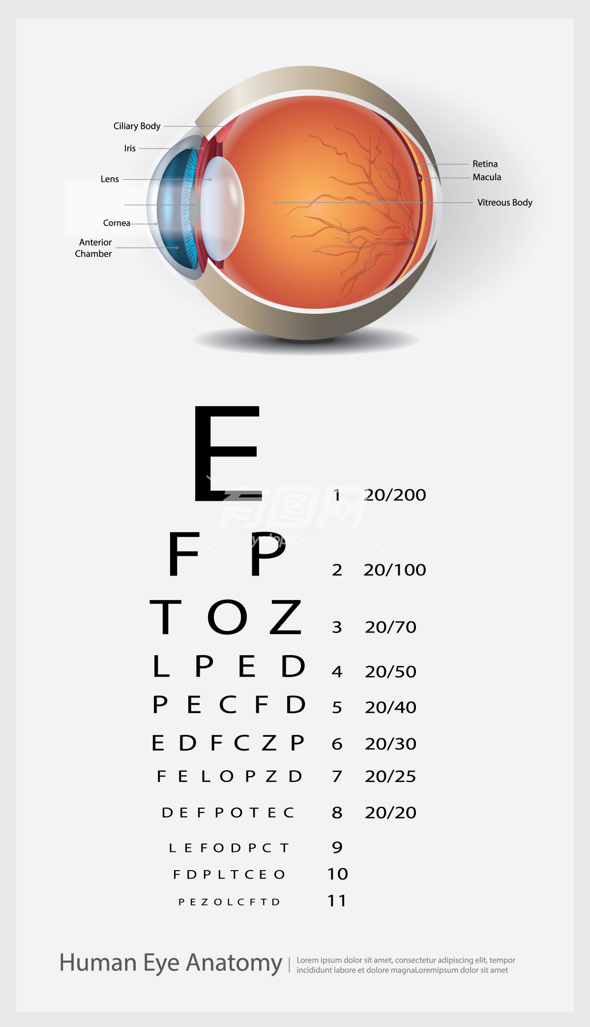 人眼解剖和视力测试的插画