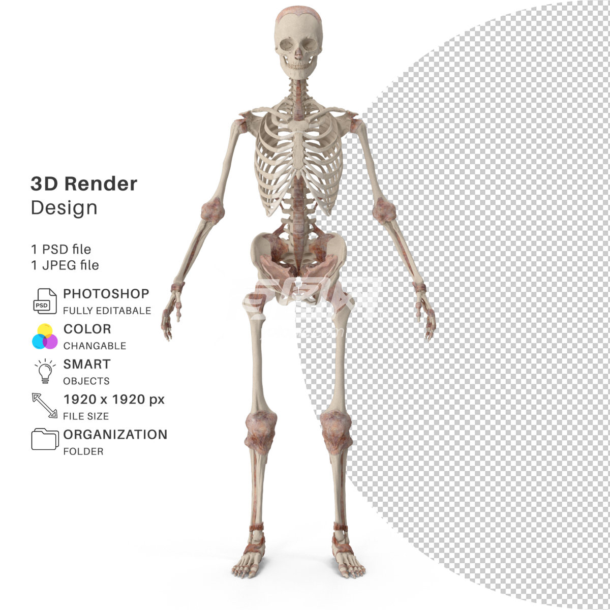 人类骨骼的3D渲染图