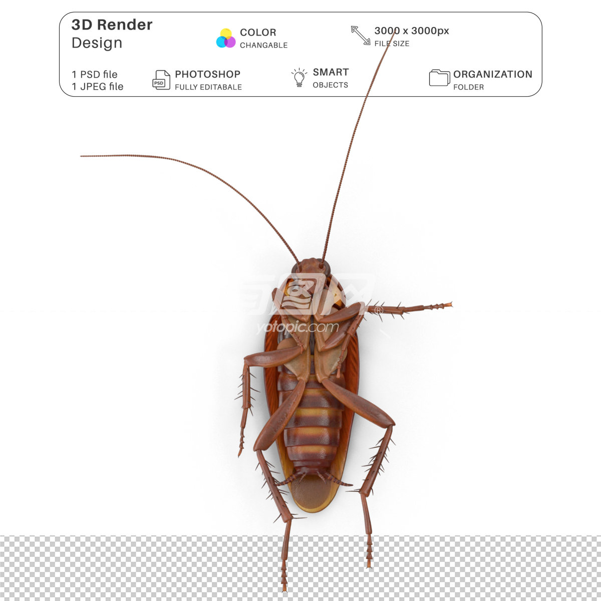 3D渲染的蟑螂模型