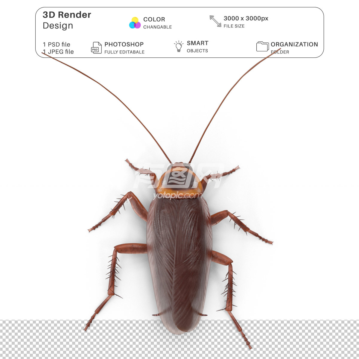 3D渲染的蟑螂模型