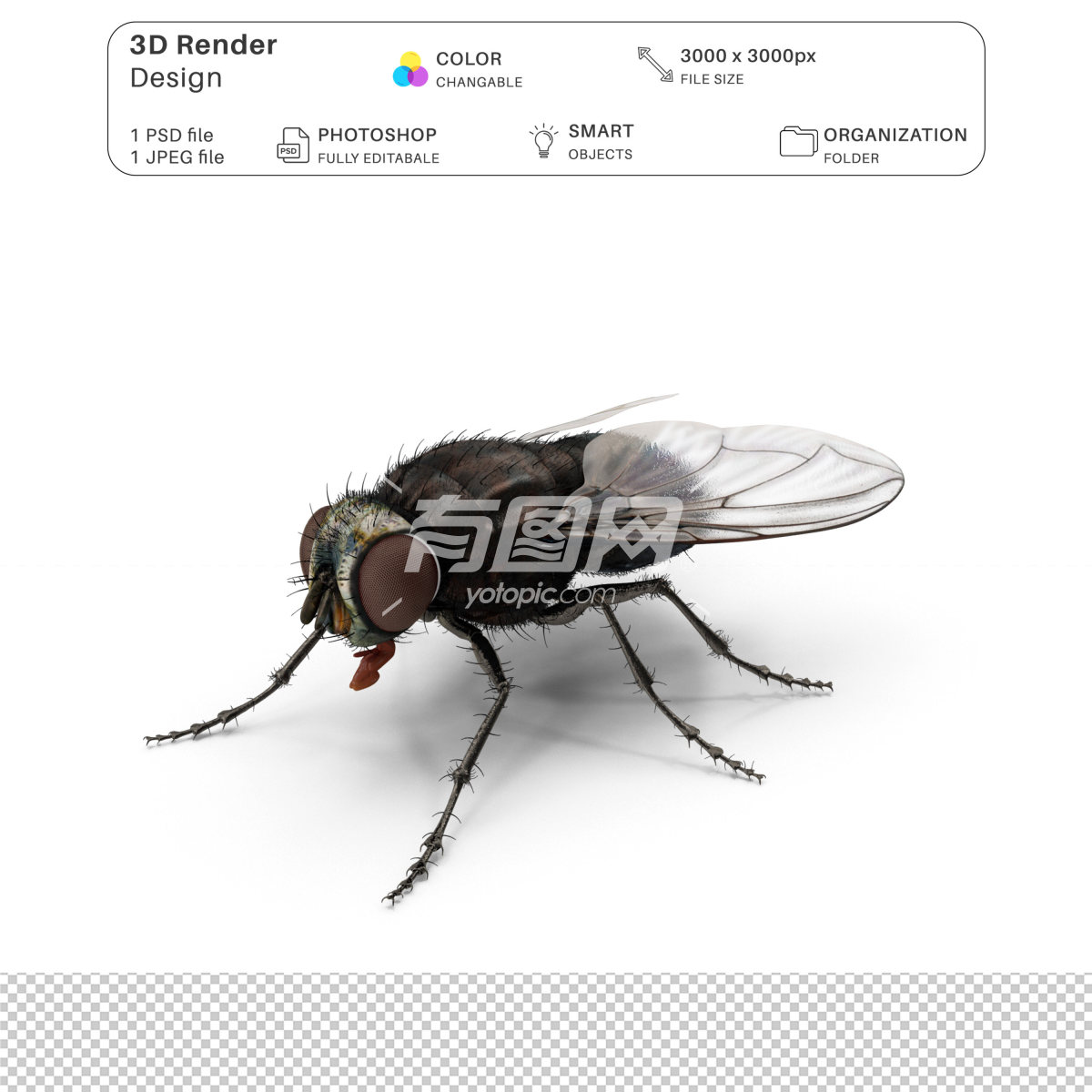 3D渲染的苍蝇