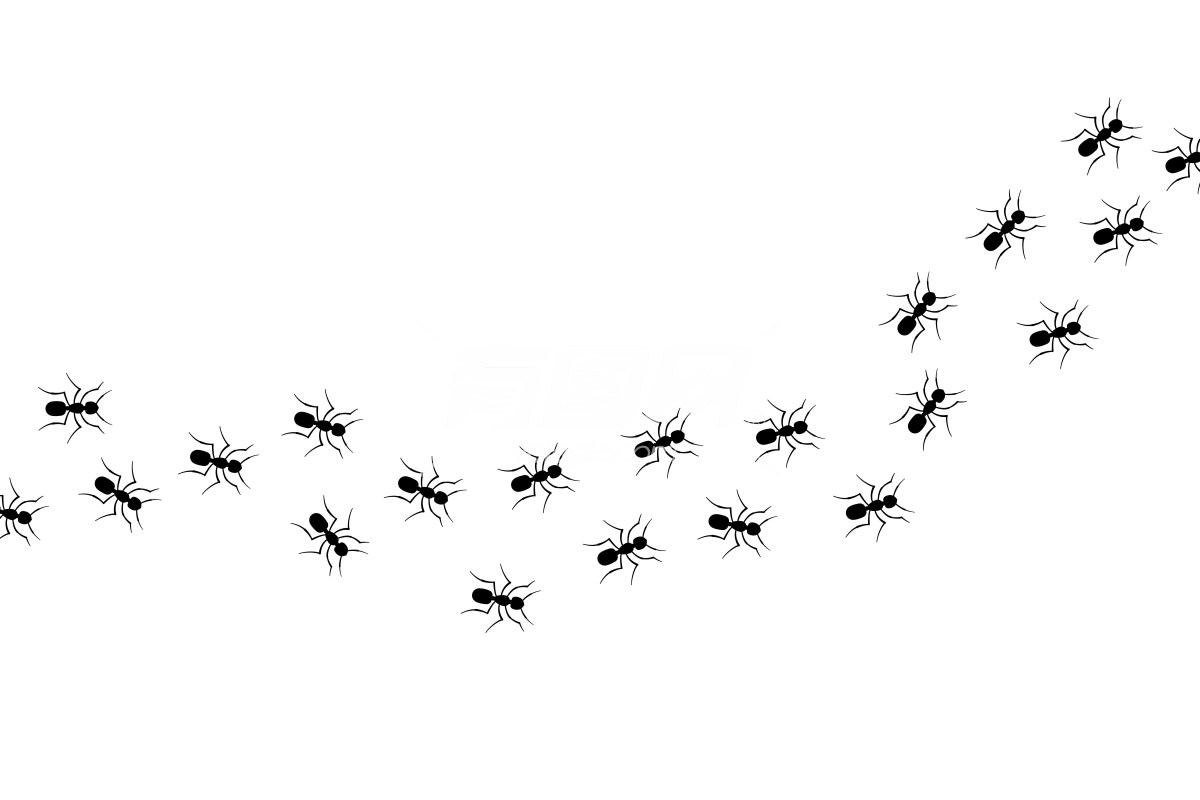 蚂蚁在行进