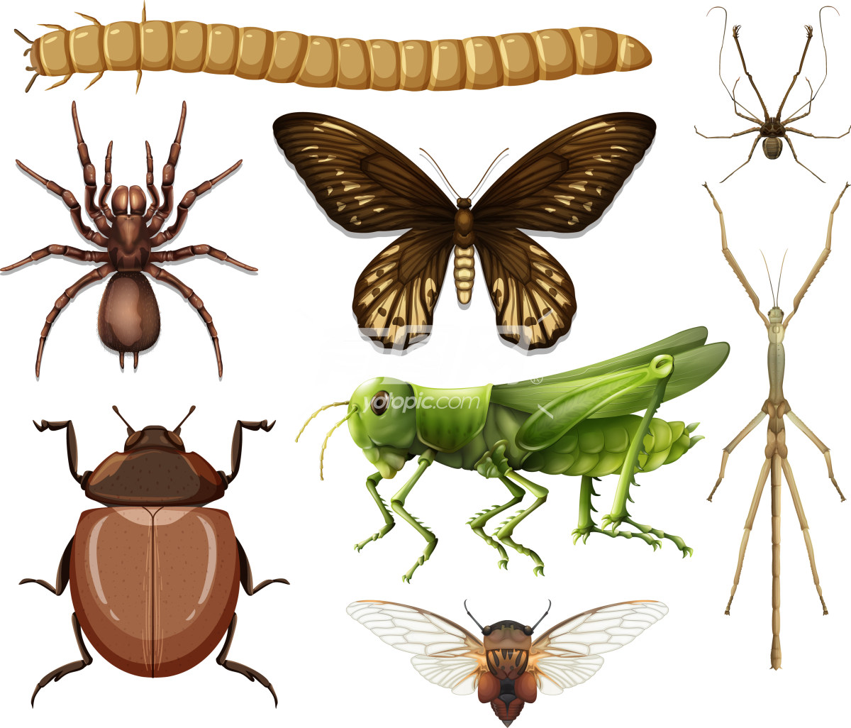 昆虫和节肢动物