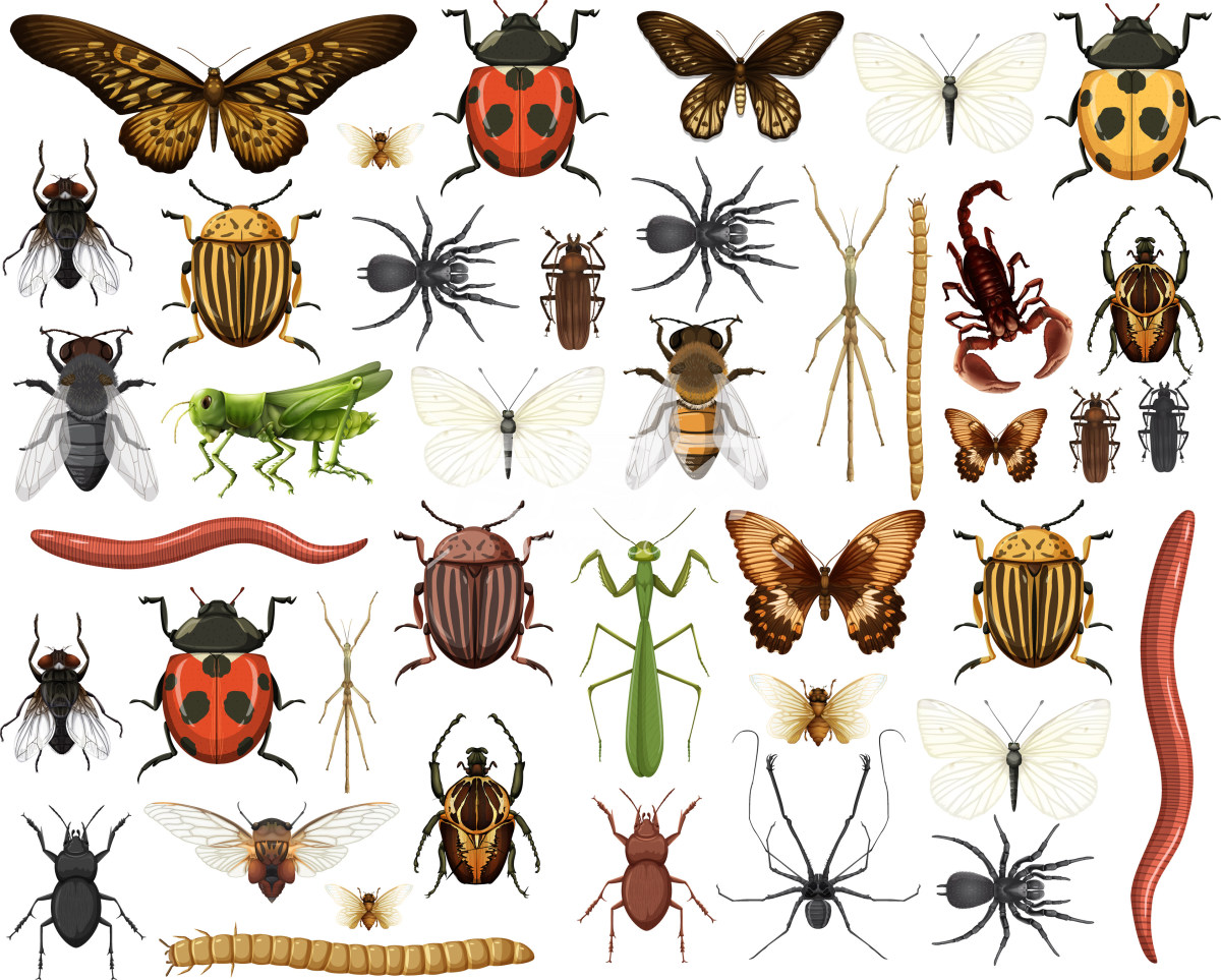 昆虫和节肢动物的插图