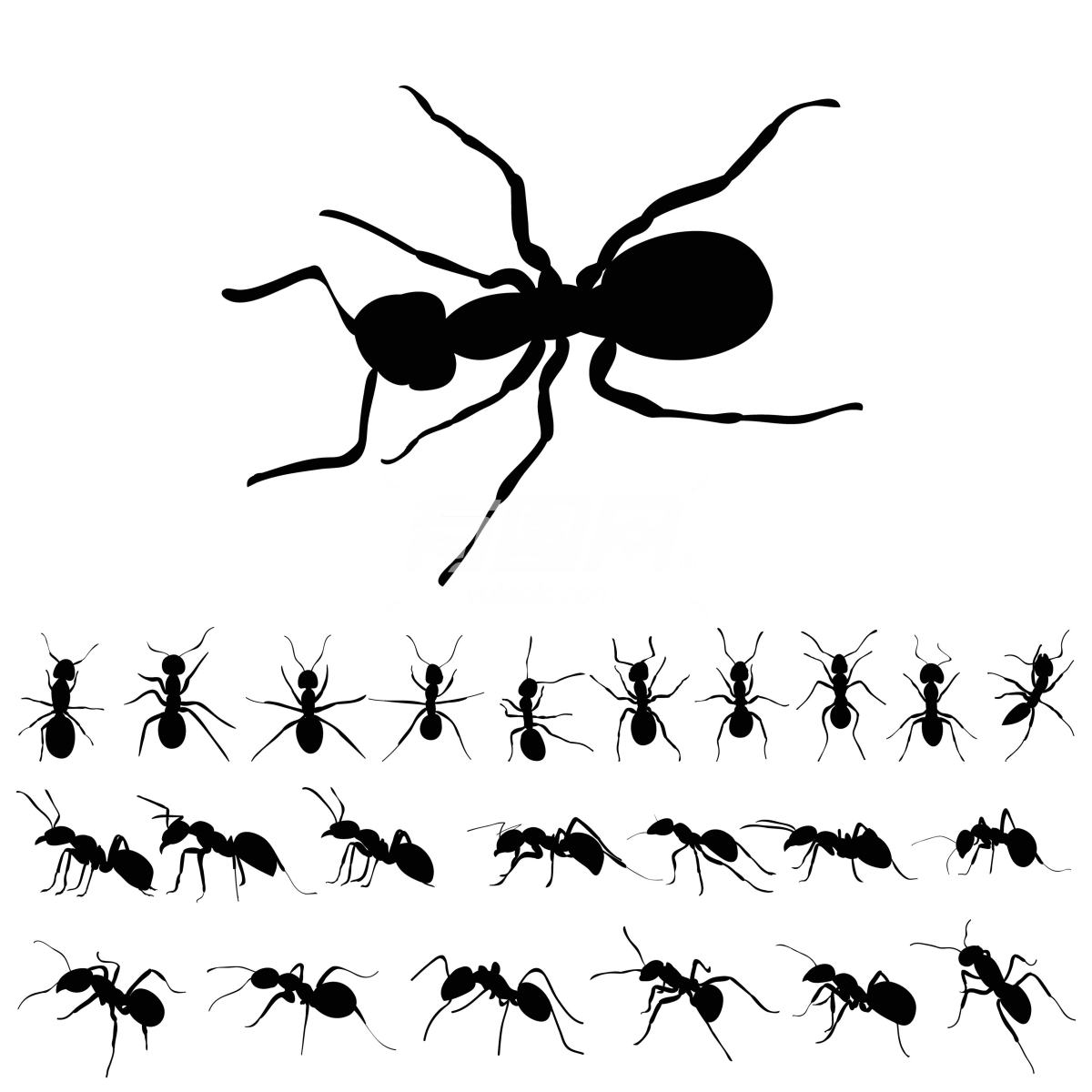 蚂蚁轮廓