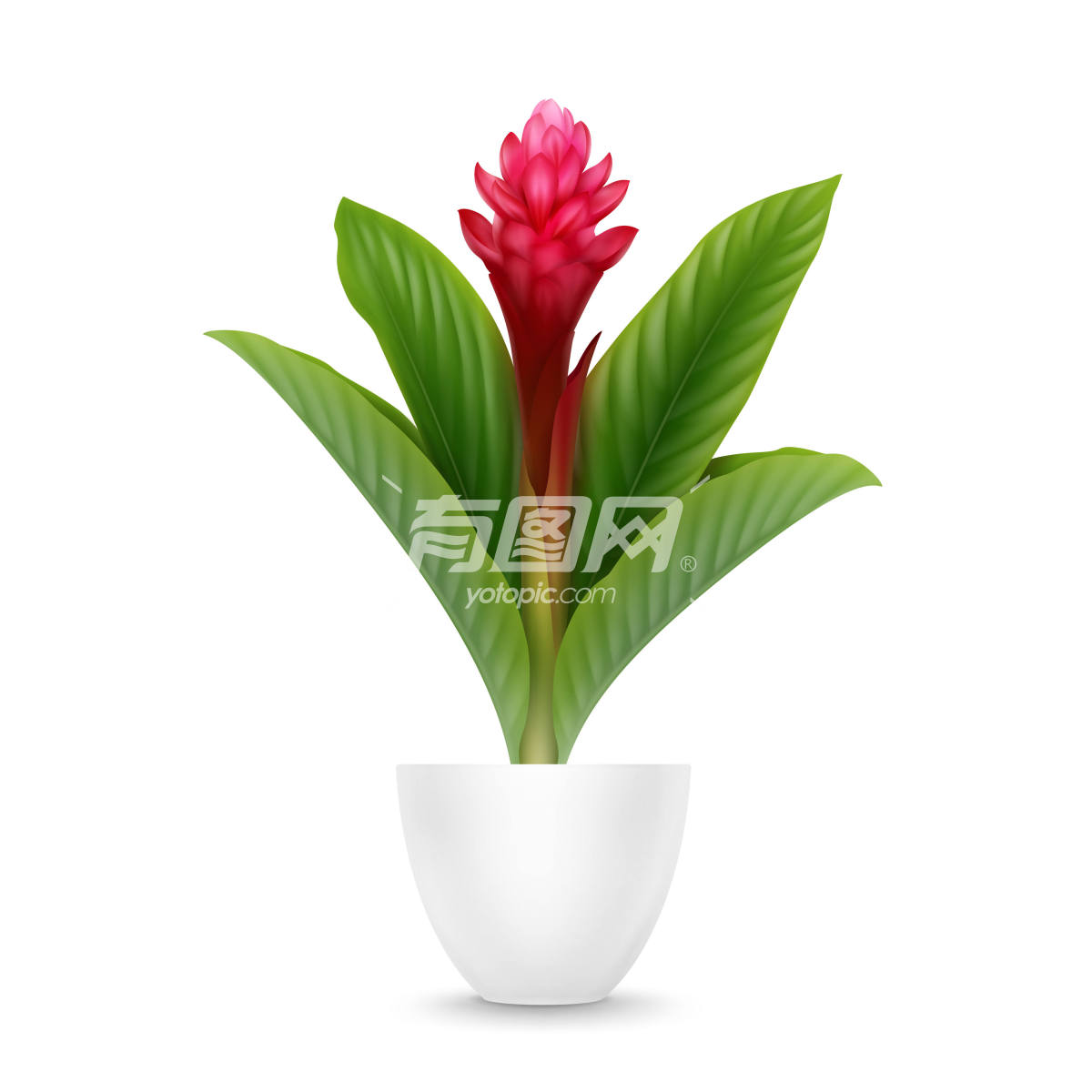 热带植物红姜花