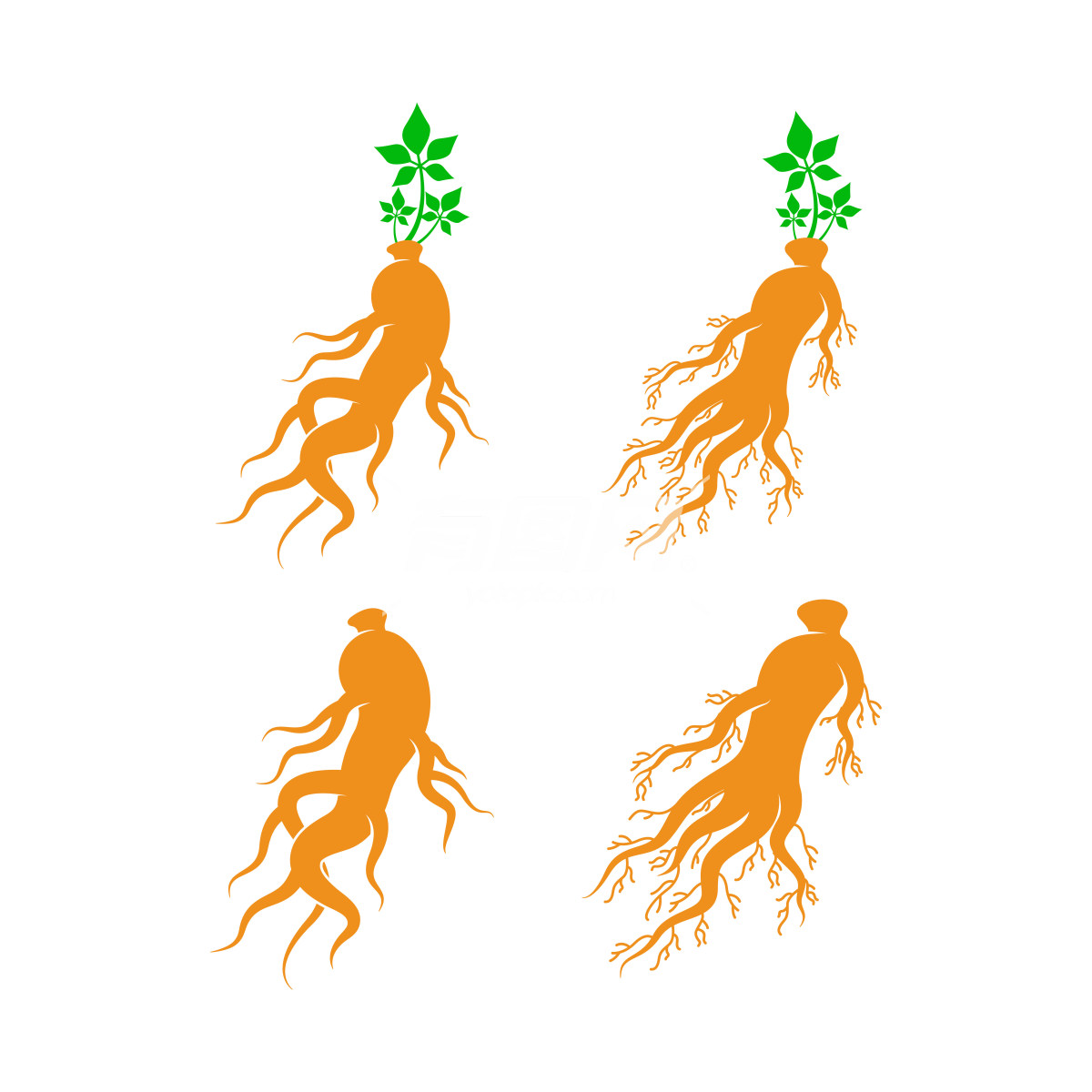 根茎类植物的图形