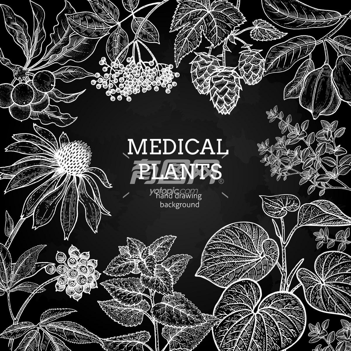 医学植物插图