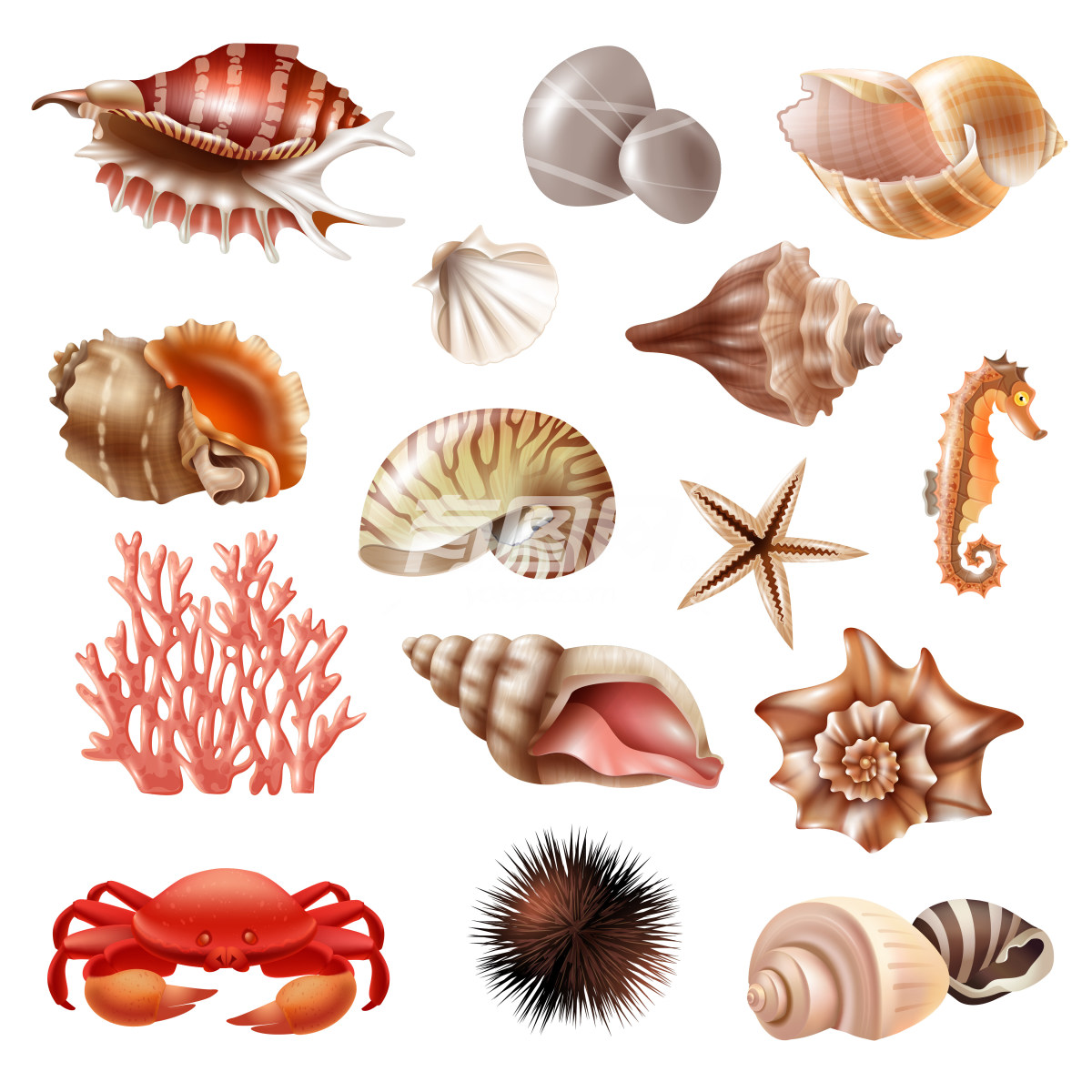 贝壳生物的集合