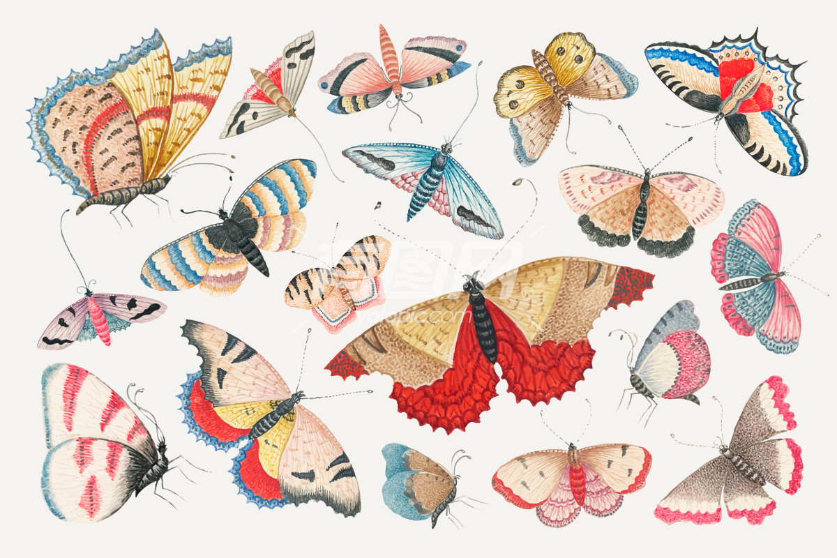 多种蝴蝶的插画