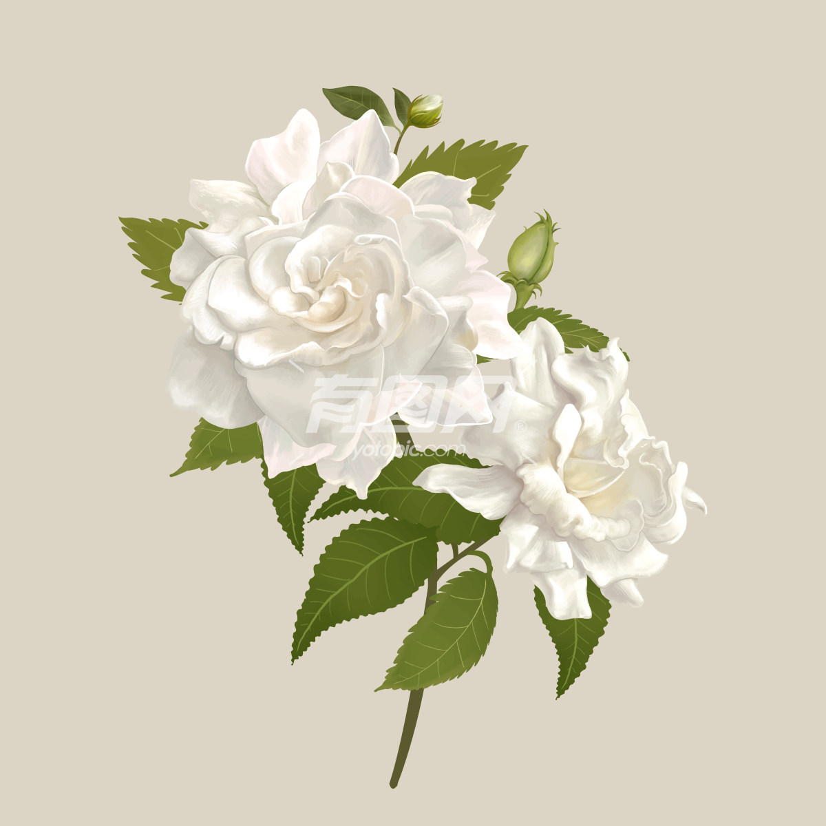 白色花朵的艺术作品