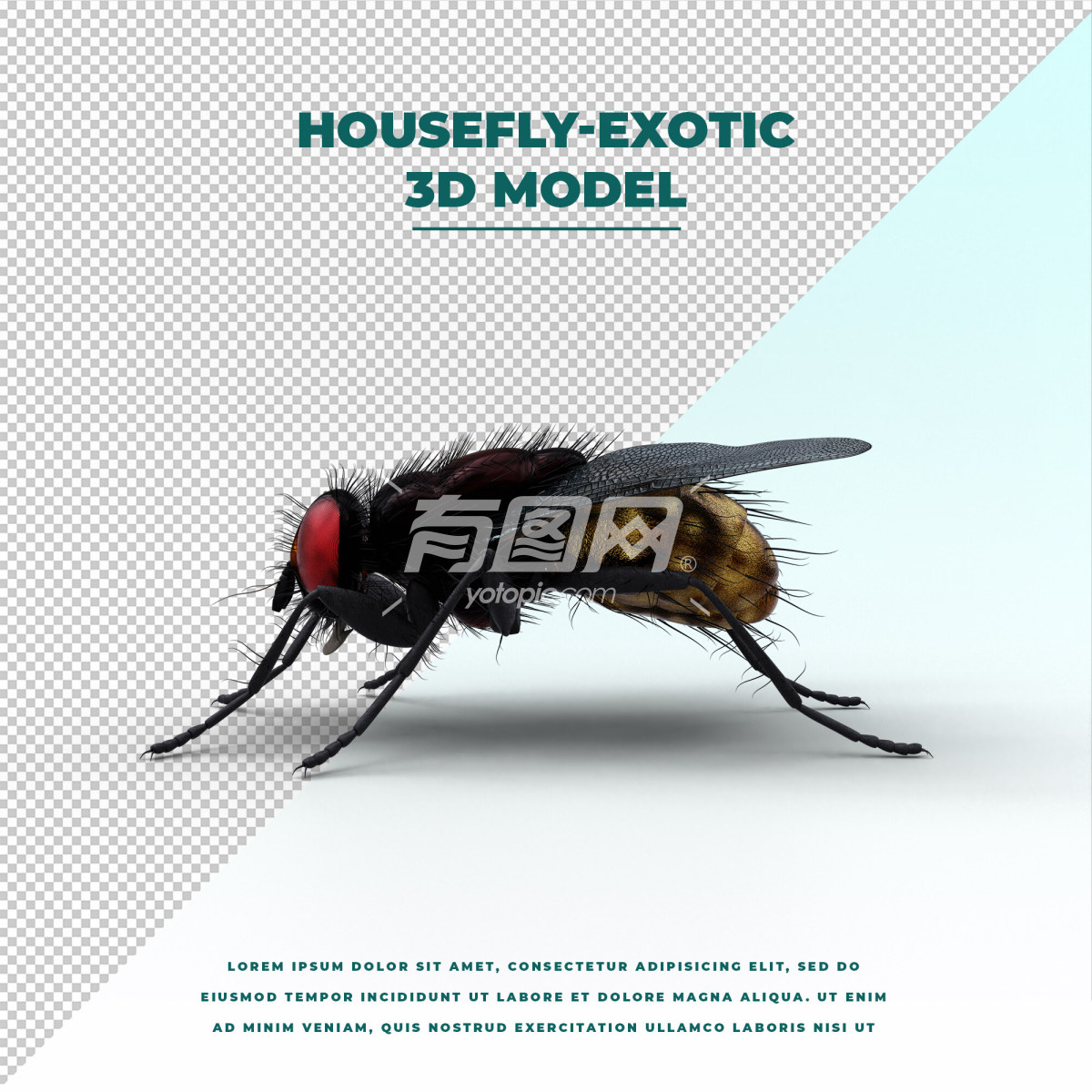 3D渲染的苍蝇模型